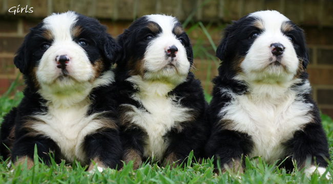 teddy bear bernese mountain dog